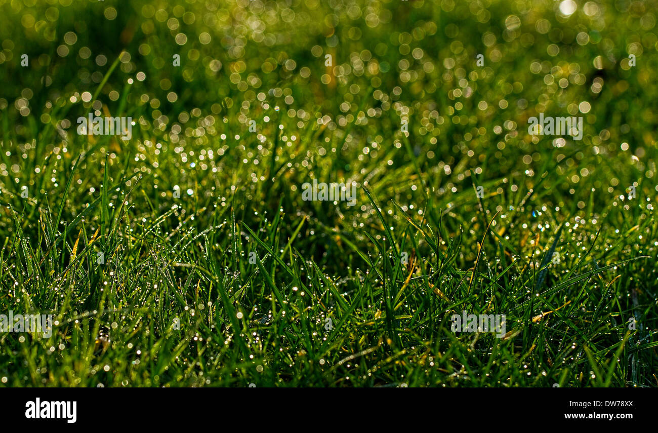 Morning dew grass hires stock photography and images Alamy