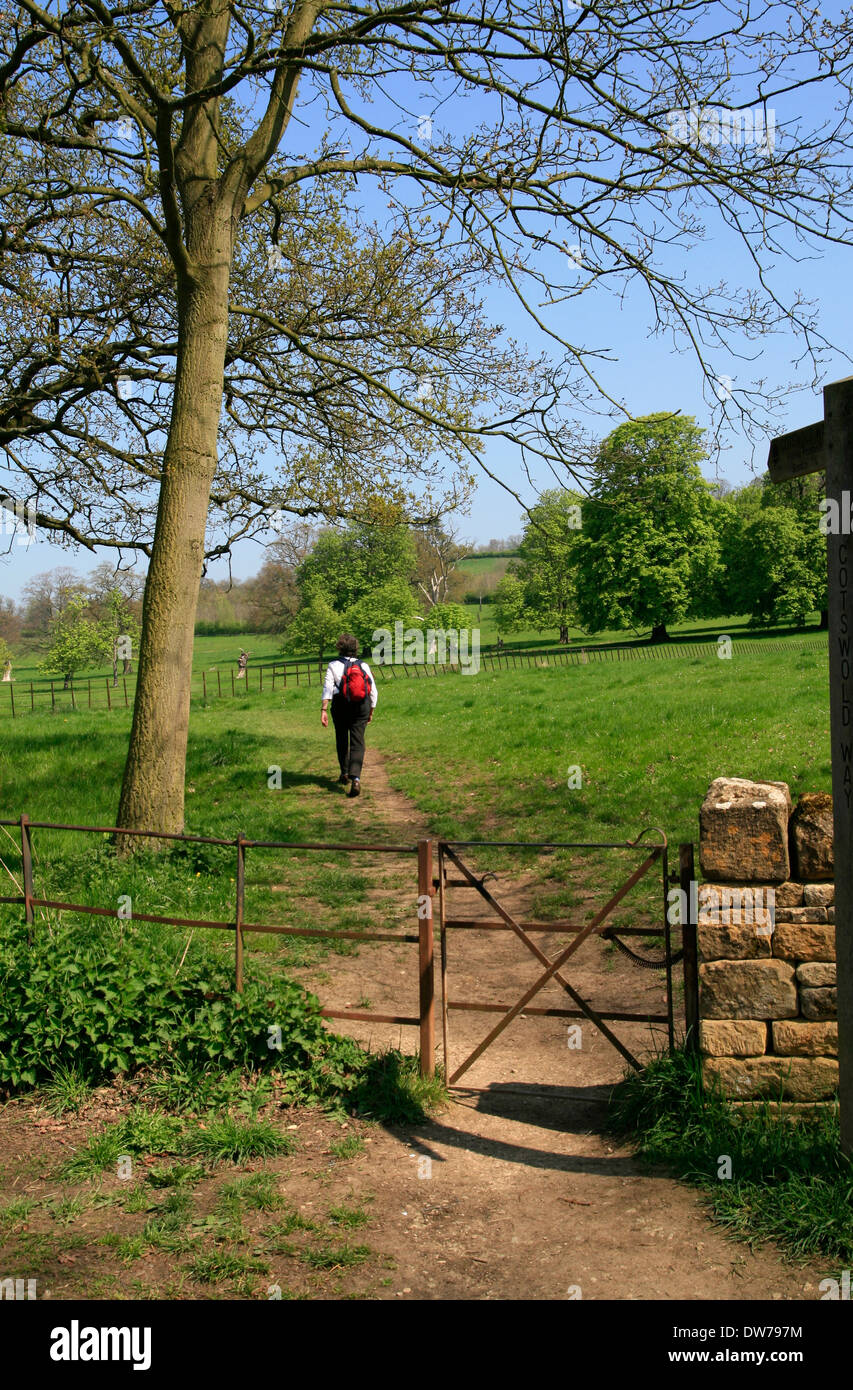 Cotswold Way with walker Stanway Gloucestershire England UK Stock Photo