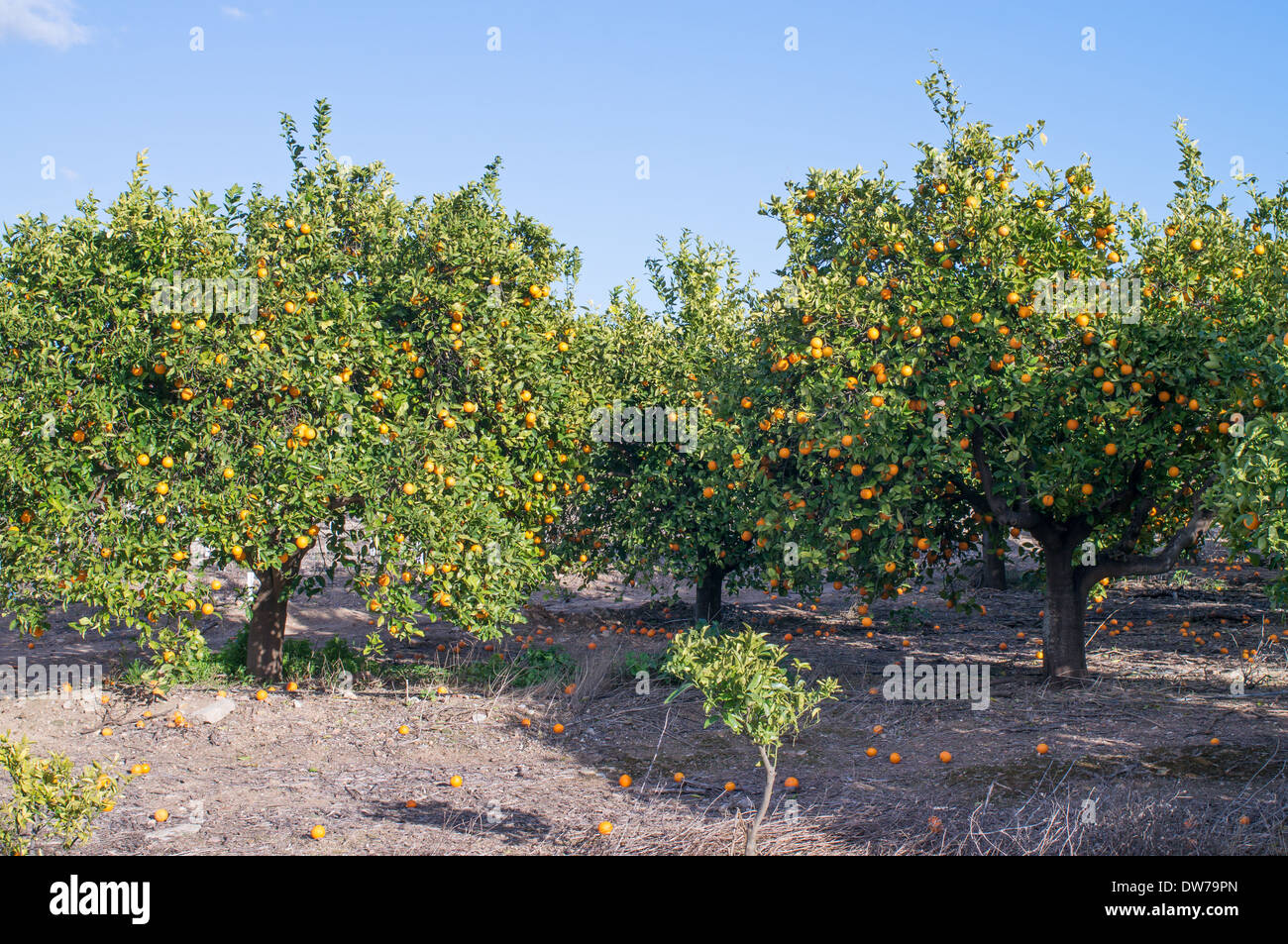 orange trees Estói, Algarve, Portugal, Europe Stock Photo