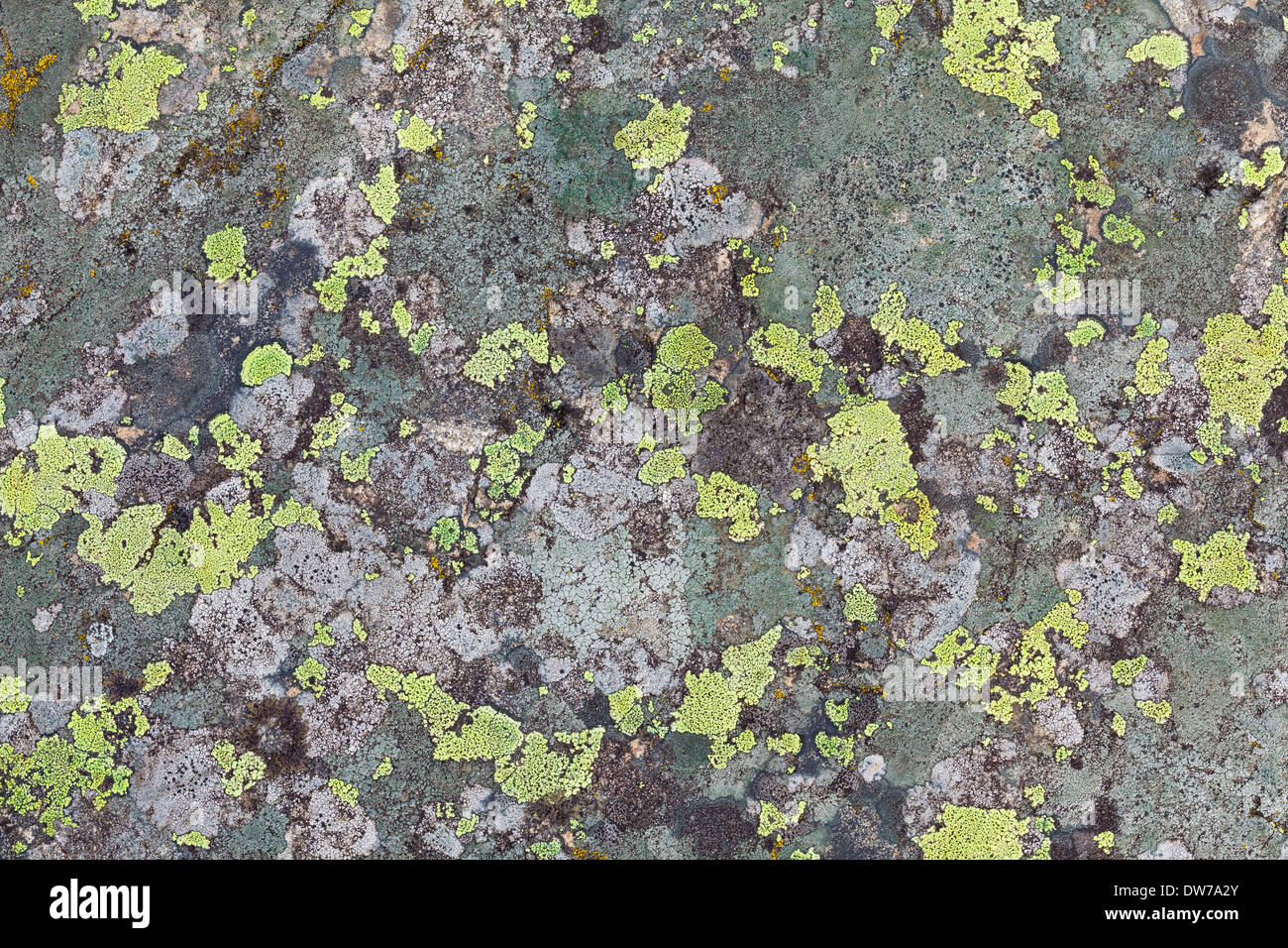 Lichen textures Stock Photo