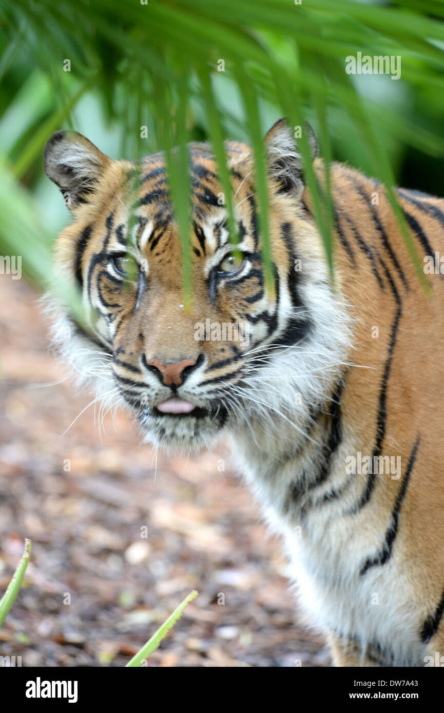 A close up shot of a Sumatran Tiger Stock Photo