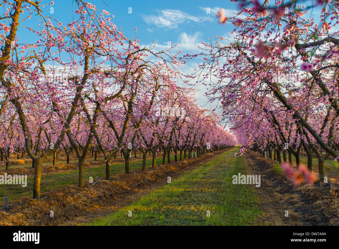 Peach Orchards In Bloom Near Marysville California DW7A94 