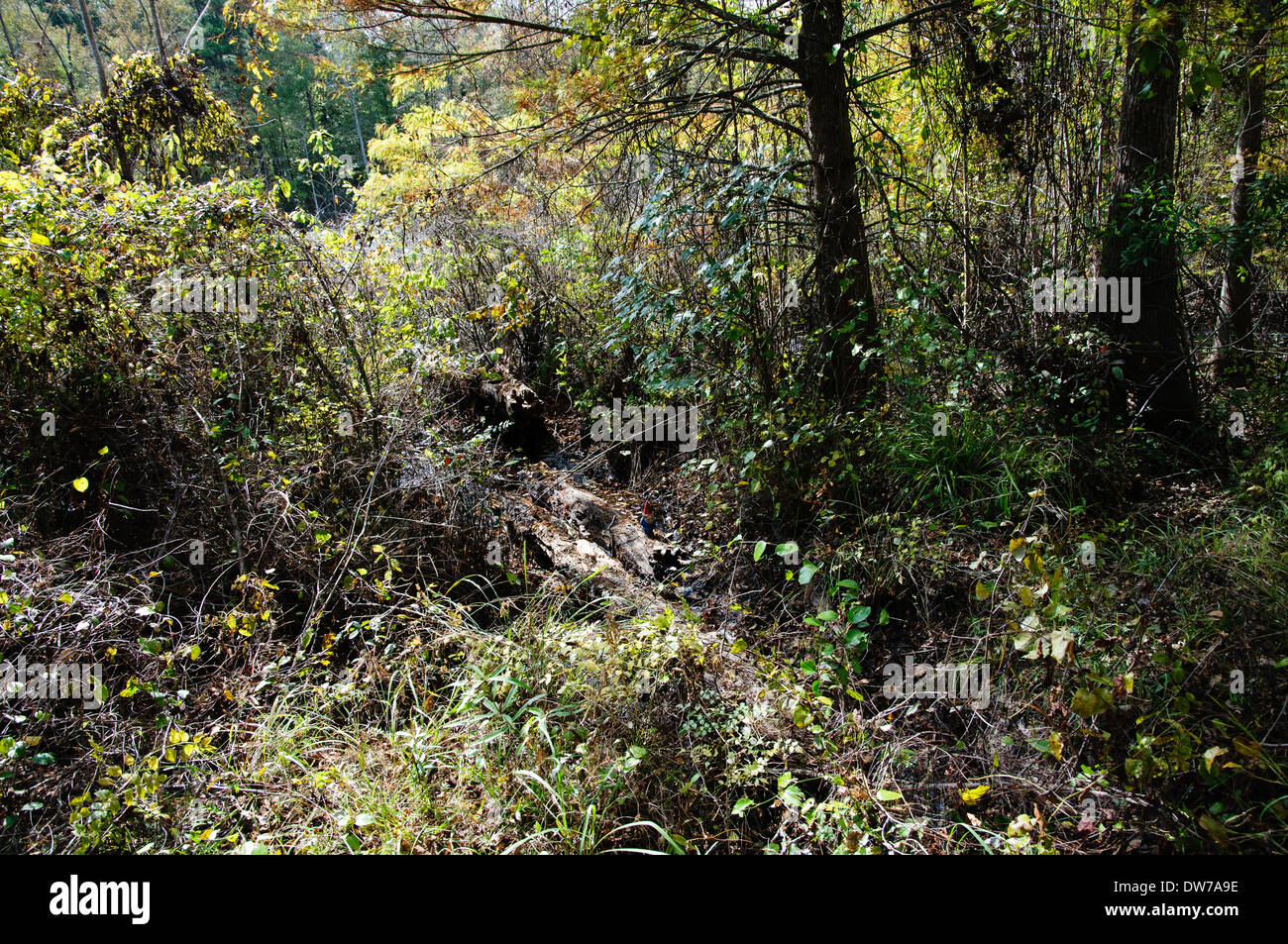 Landscape of of the under story vegetation of a swamp in along the Natchez Trace in Mississippi Stock Photo