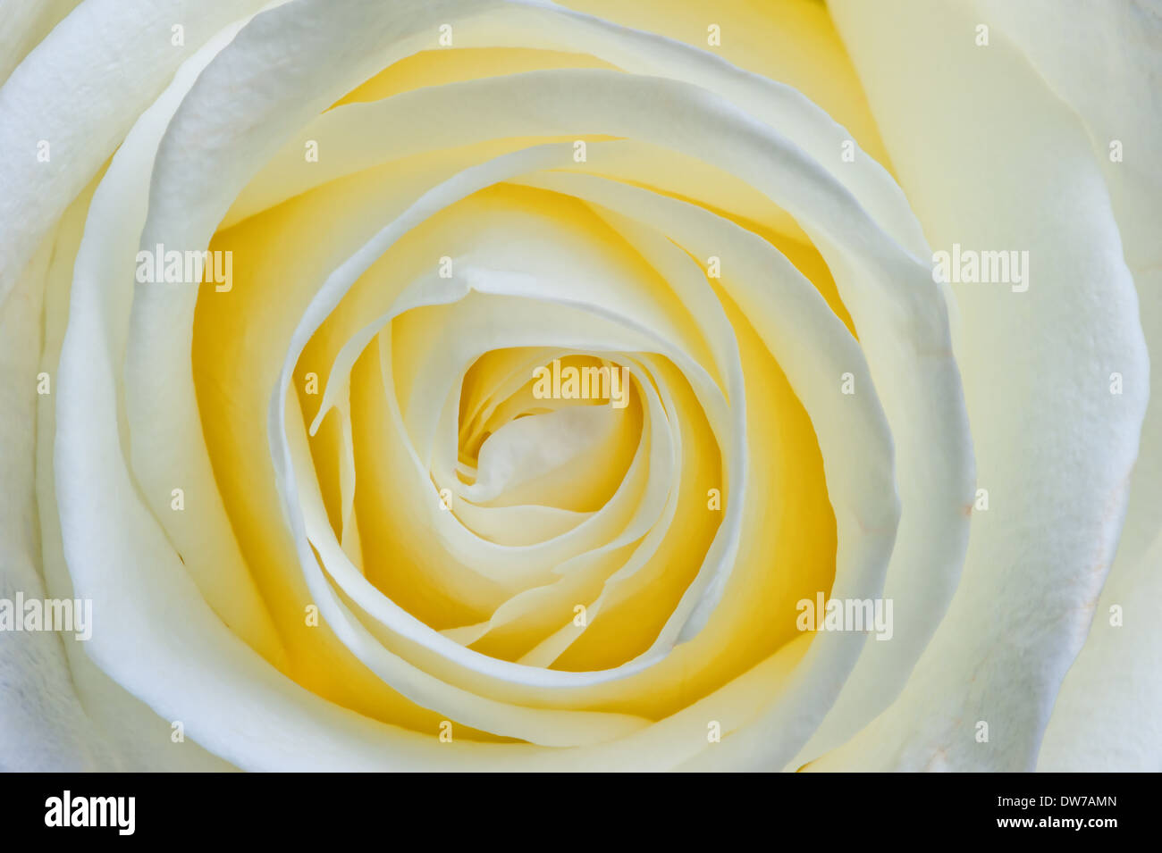 beautiful open flower white rose macro Stock Photo