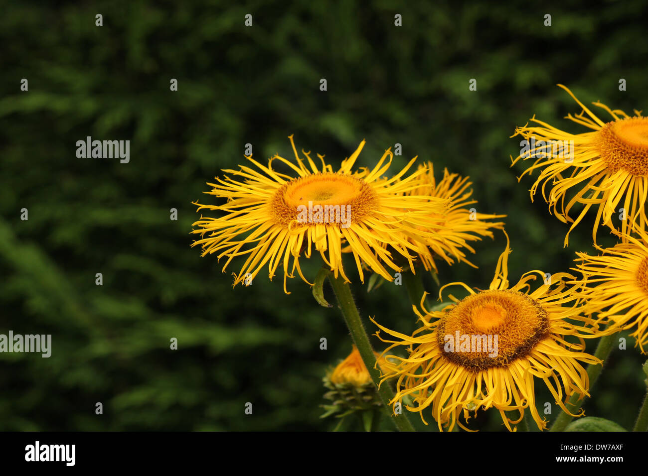 A group of yellow Inula flowers in front of a dark conifer hedge Stock