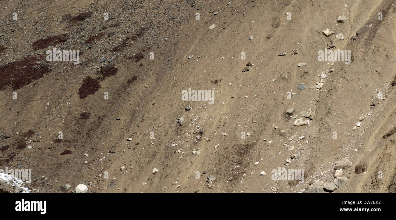 Sheep on a slope hi-res stock photography and images - Alamy