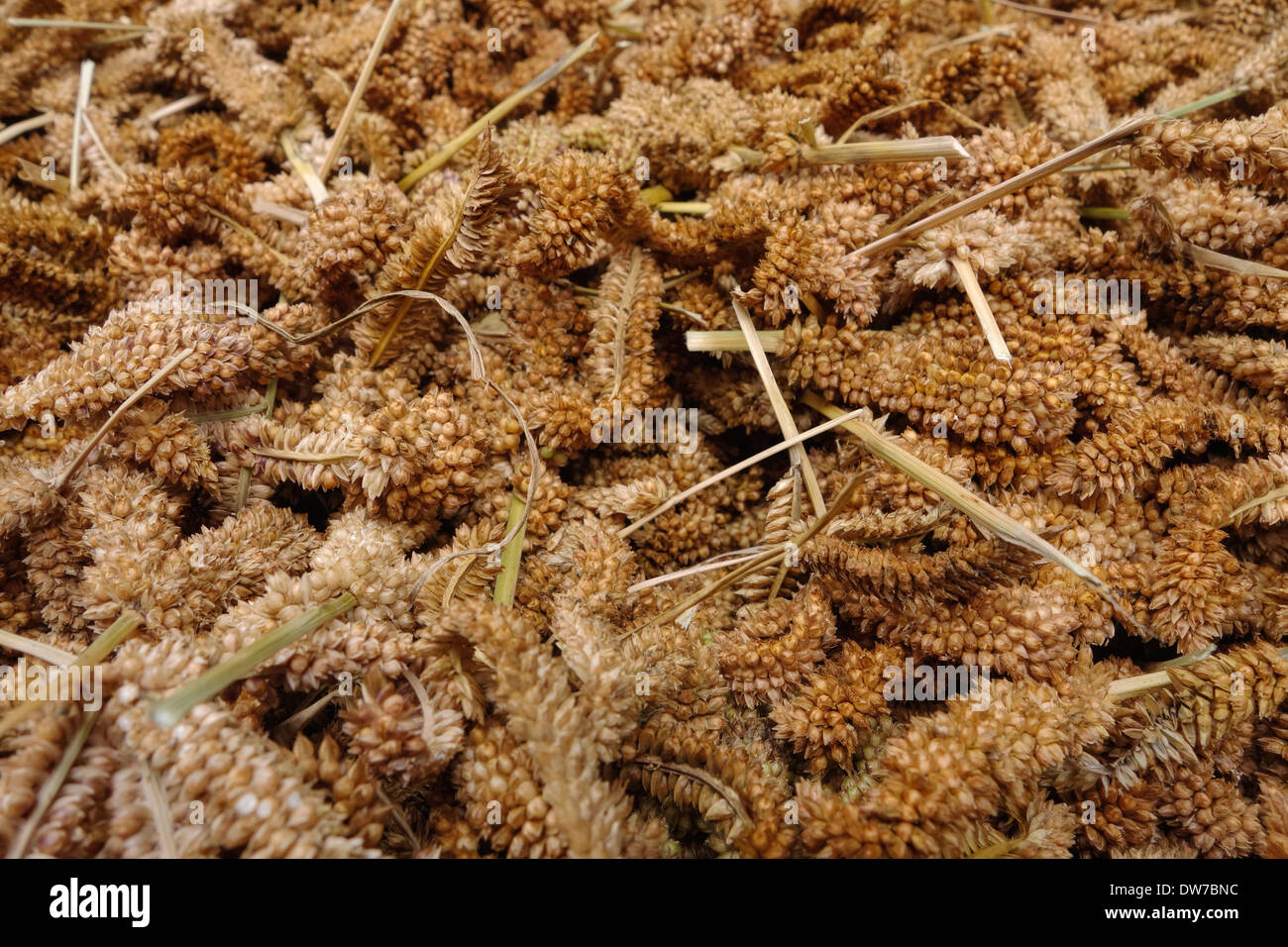Detail of amaranth harvested in the Gorkha region of Nepal. Stock Photo