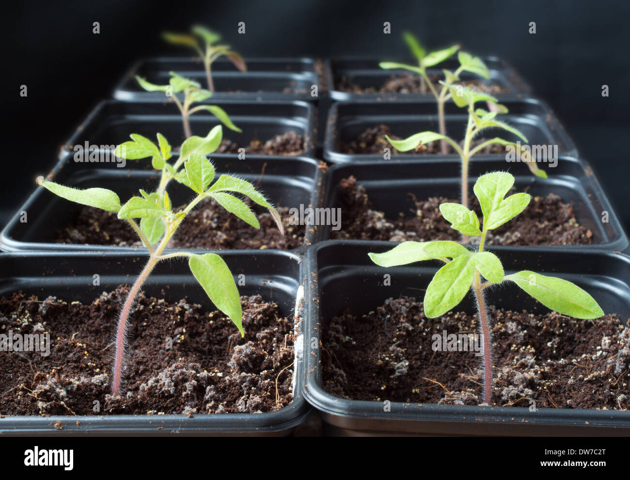 Tomato seedlings gardener's delight hi-res stock photography and images -  Alamy