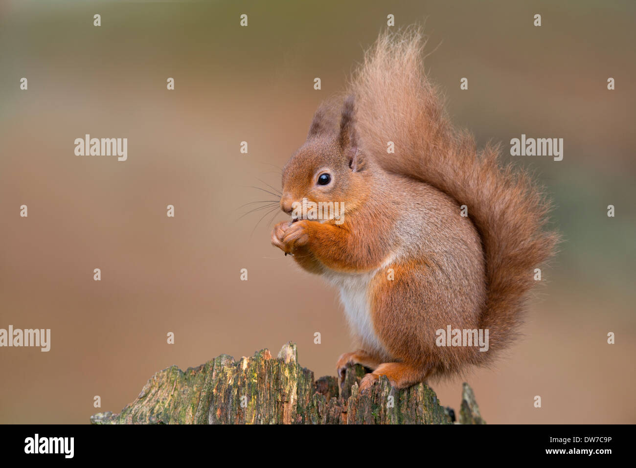 red squirrel sat on old tree stump looking left Stock Photo