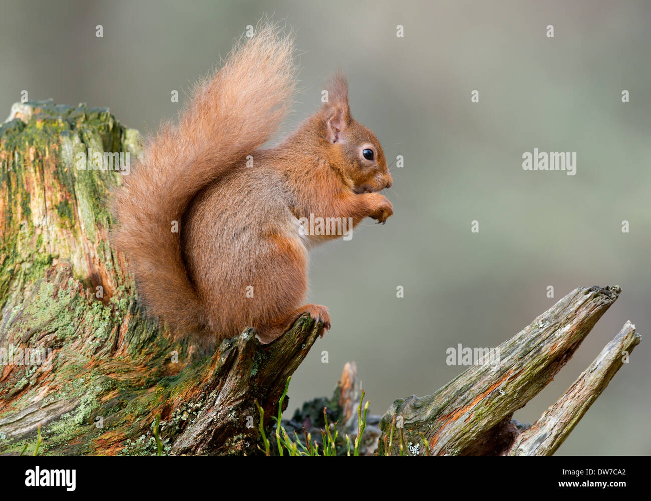 red squirrel sat on a old tree stump looking right Stock Photo