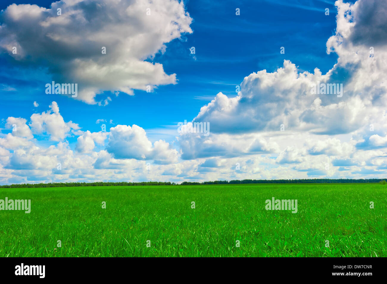 Forest meadow summer hi-res stock photography and images - Alamy