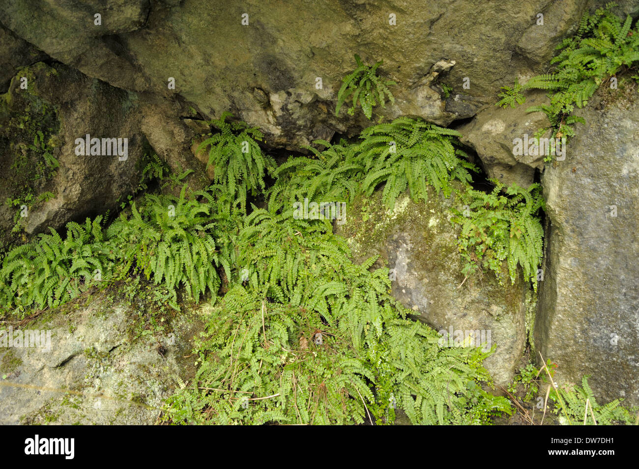 Asplenium trichomanes subspecies pachyrachis, Maidenhair Spleenwort Stock Photo