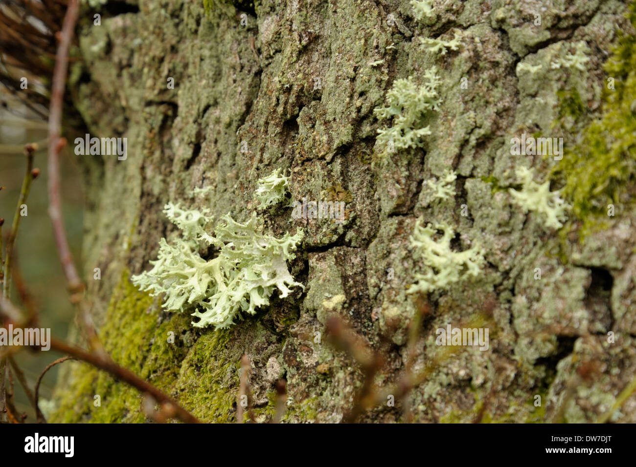 Oakmoss Lichen, Evernia prunastri on a tree trunk Stock Photo