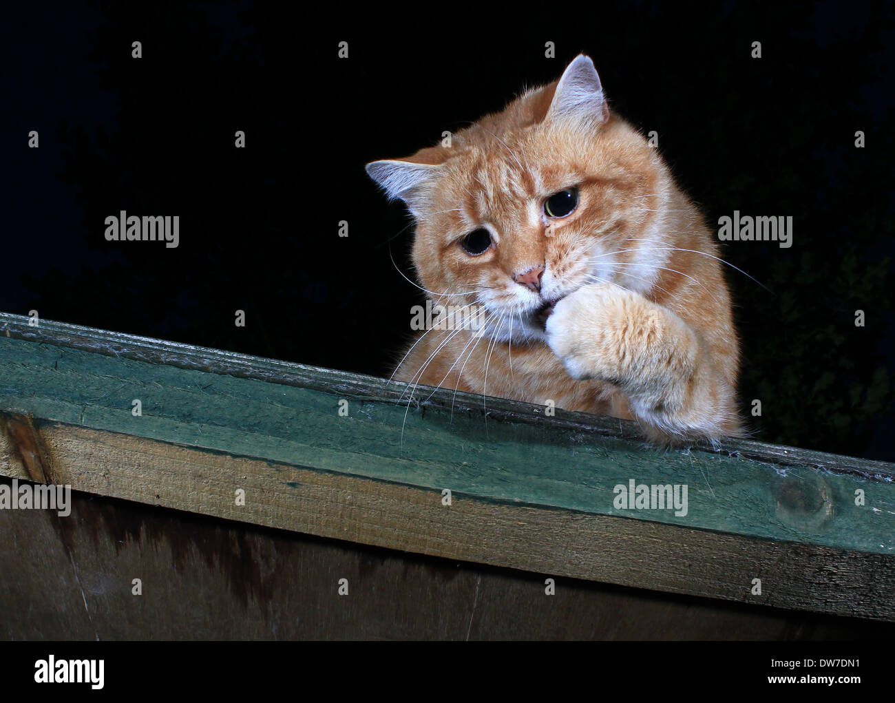 Scaredy kat hi-res stock photography and images - Alamy