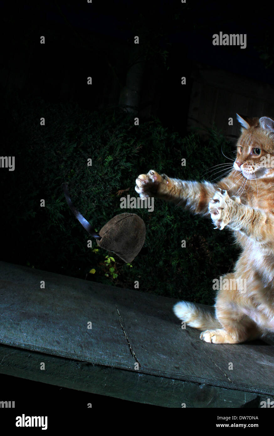 Ginger cat playing with toy mouse Stock Photo