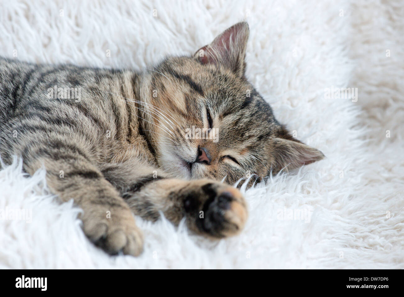 Tabby Cat kitten Stock Photo