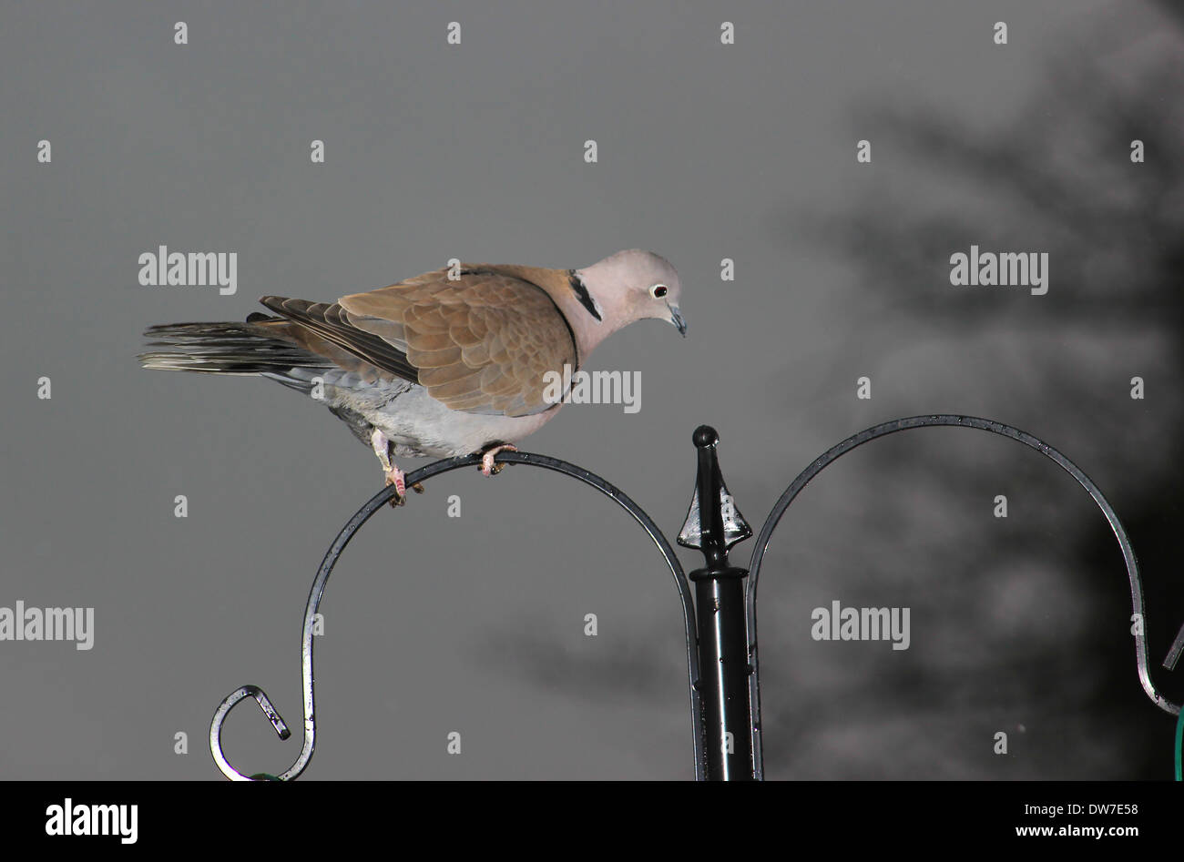 Collared Dove On Bird Feeder Stock Photo 67162292 Alamy