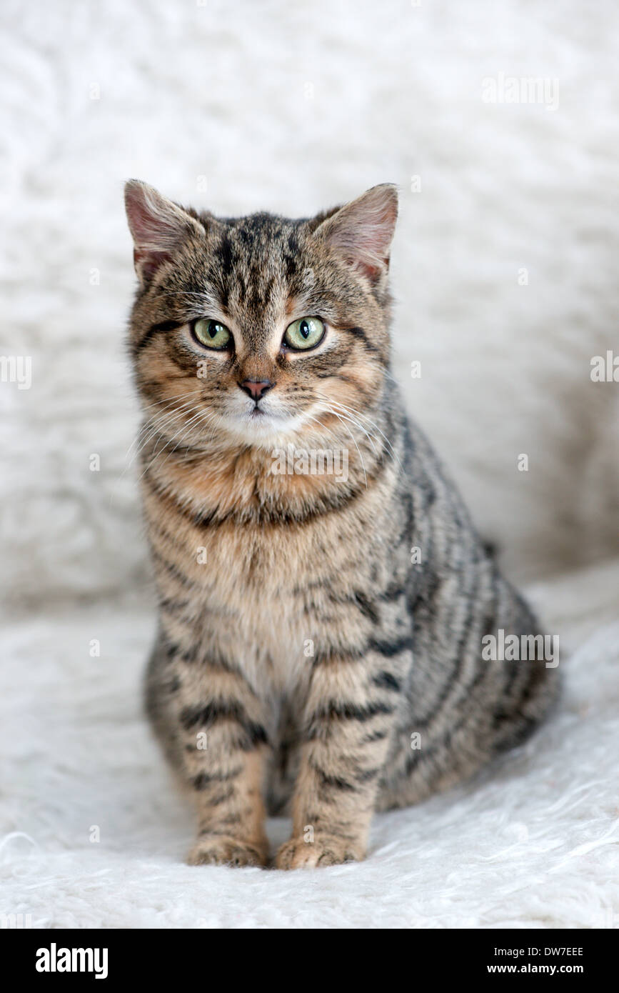 Tabby Cat kitten Stock Photo