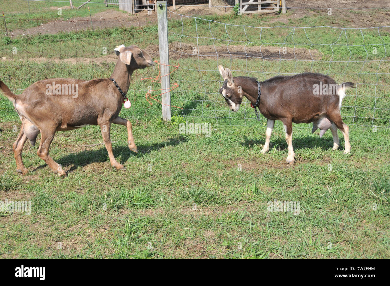 Dairy Goat Mixed Breed Stock Photo Alamy