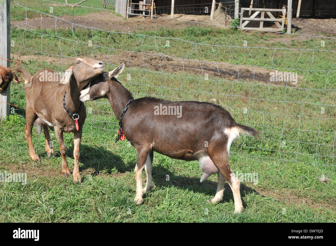 Dairy Goat Mixed Breed Stock Photo Alamy