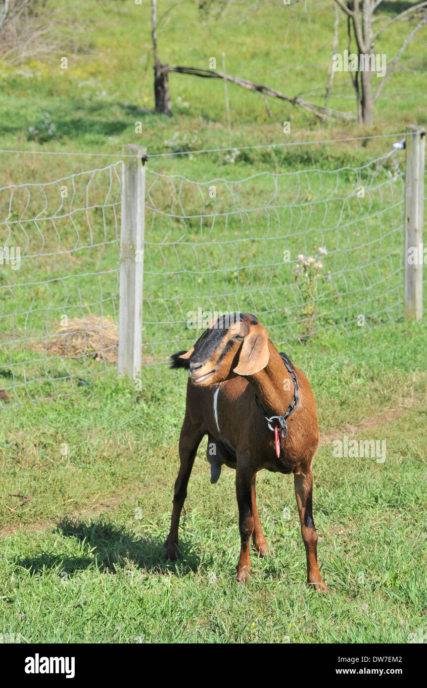 Dairy Goat Mixed Breed Stock Photo Alamy