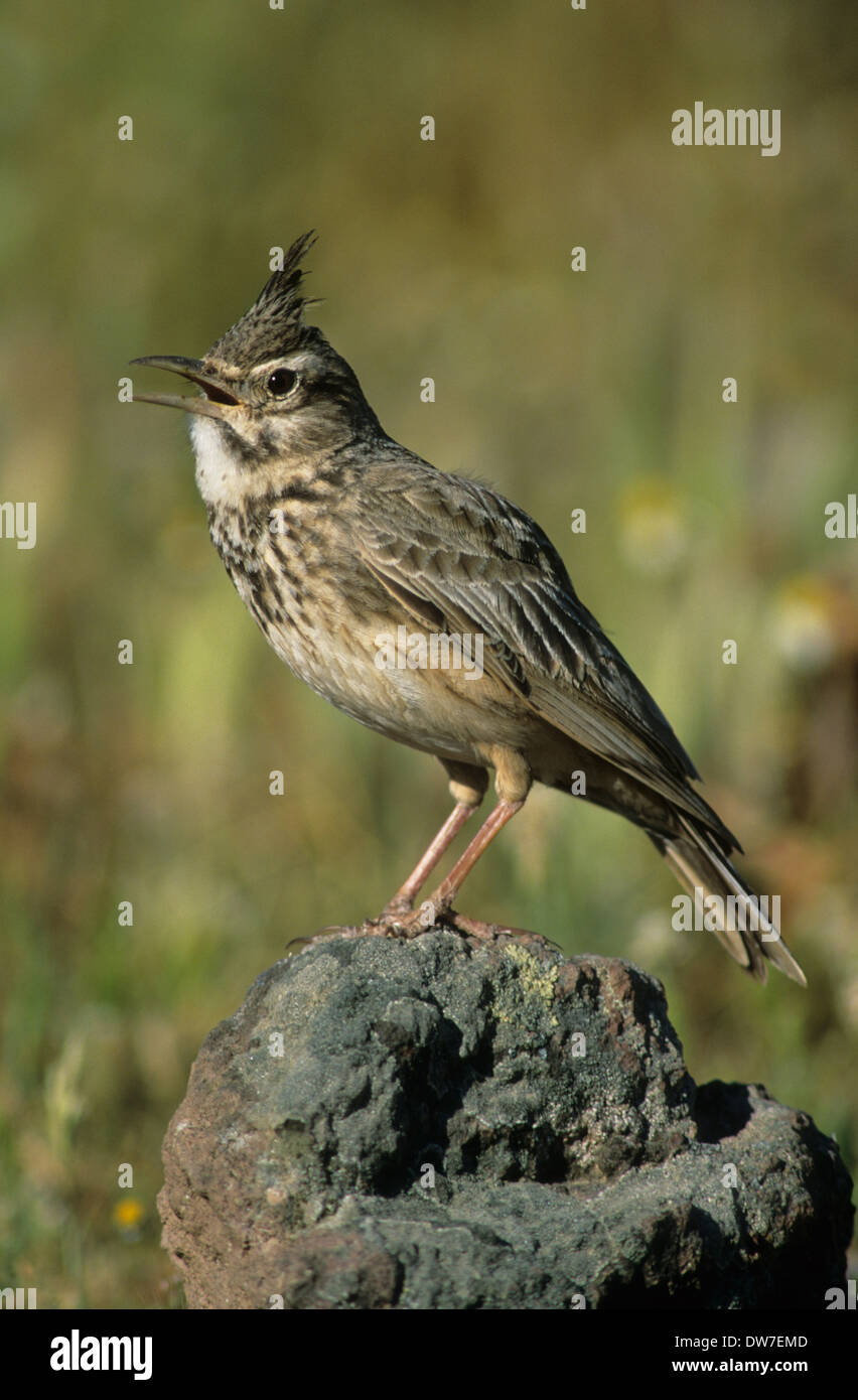 CRESTED LARK (Galerida cristata) adult male perched on rock singing Lesbos Greece Stock Photo