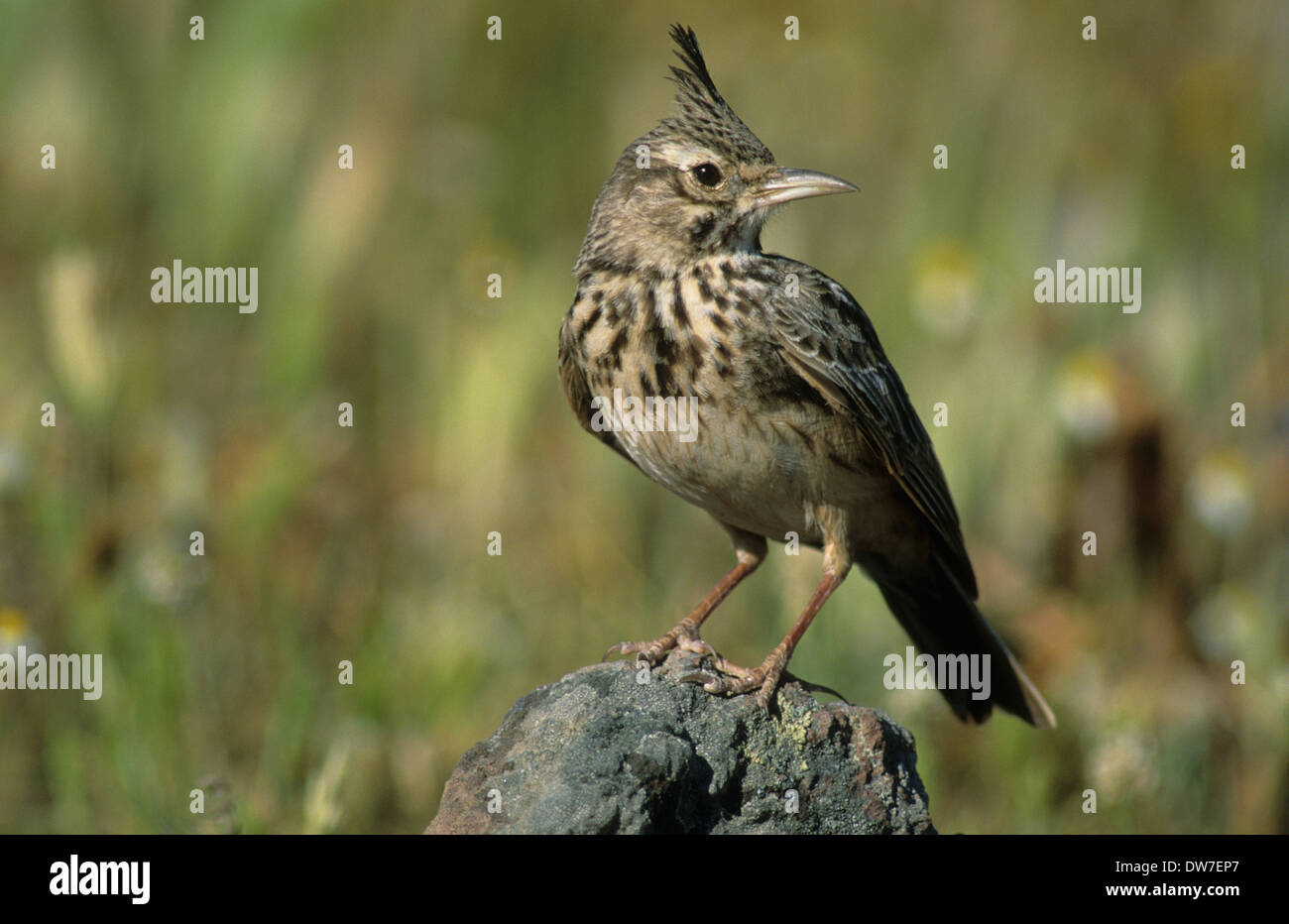CRESTED LARK (Galerida cristata) adult male perched on rock Lesbos Greece Stock Photo