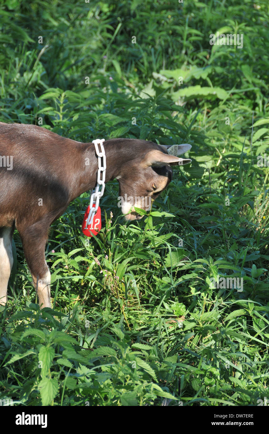 Dairy Goat Mixed Breed Stock Photo Alamy