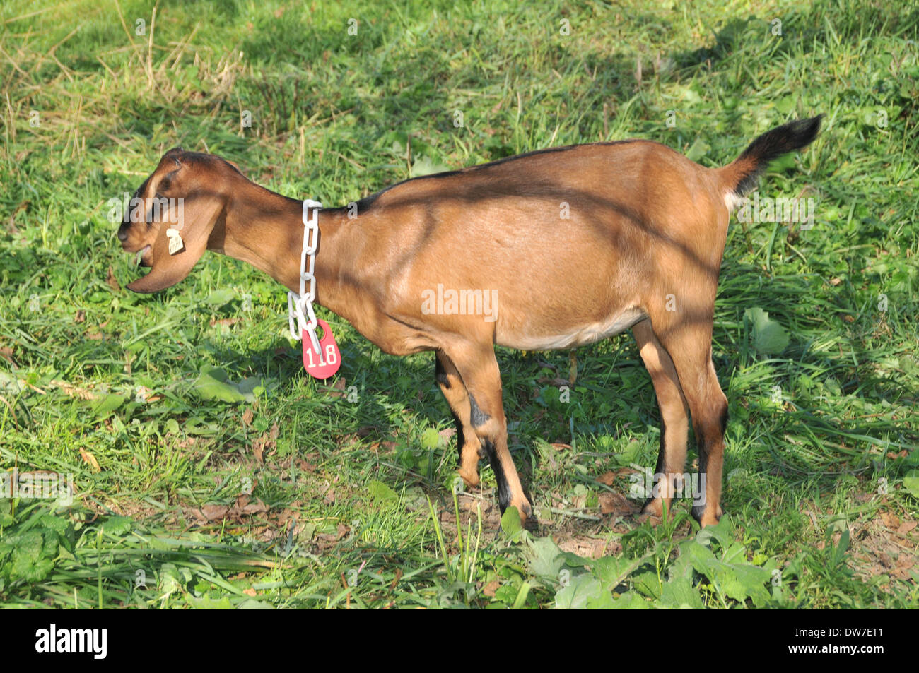 Dairy Goat Mixed Breed Stock Photo Alamy
