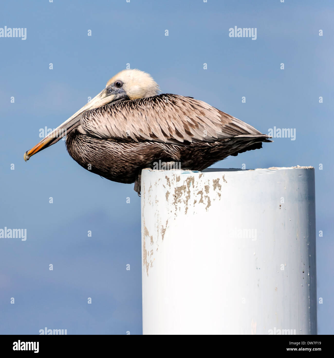 Brown pelican piling hi-res stock photography and images - Alamy