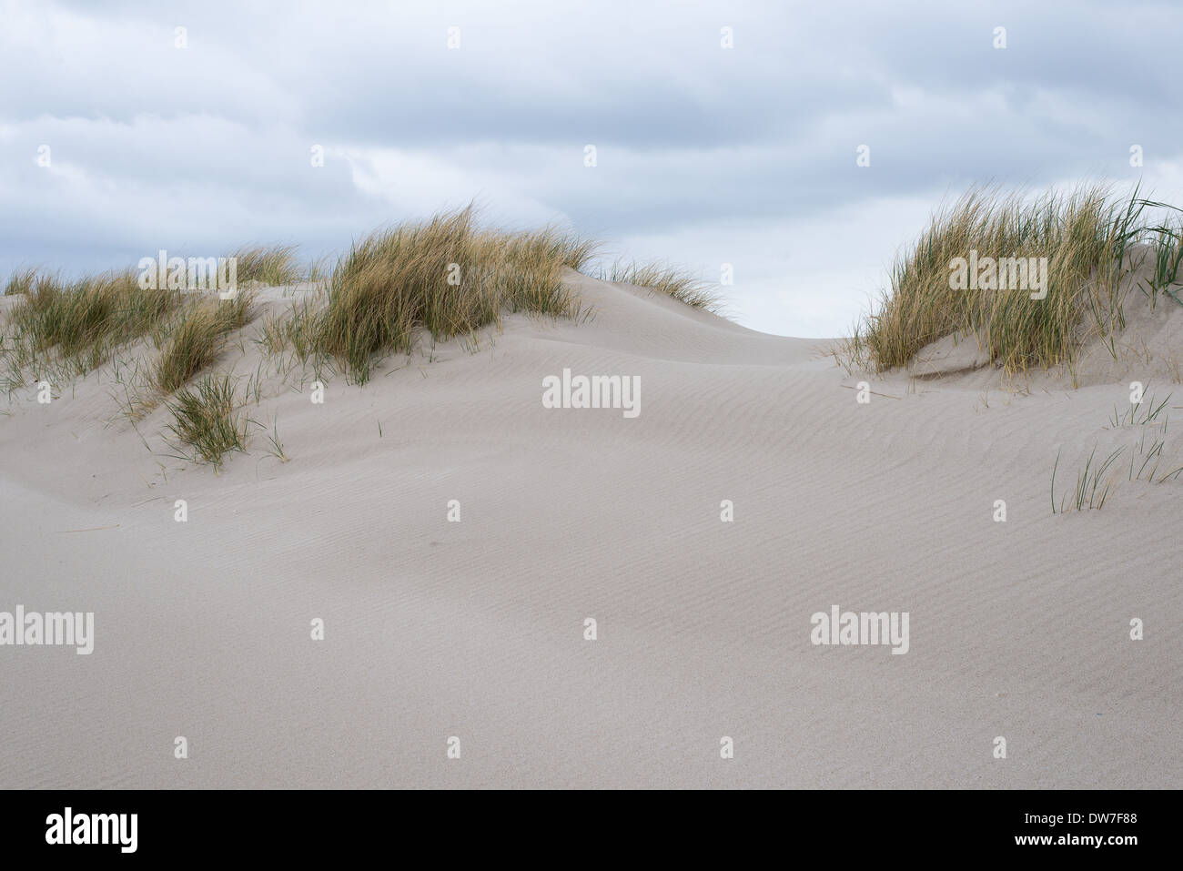 Sand dunes with beachgrass at the island of Sylt in Germany Stock Photo ...