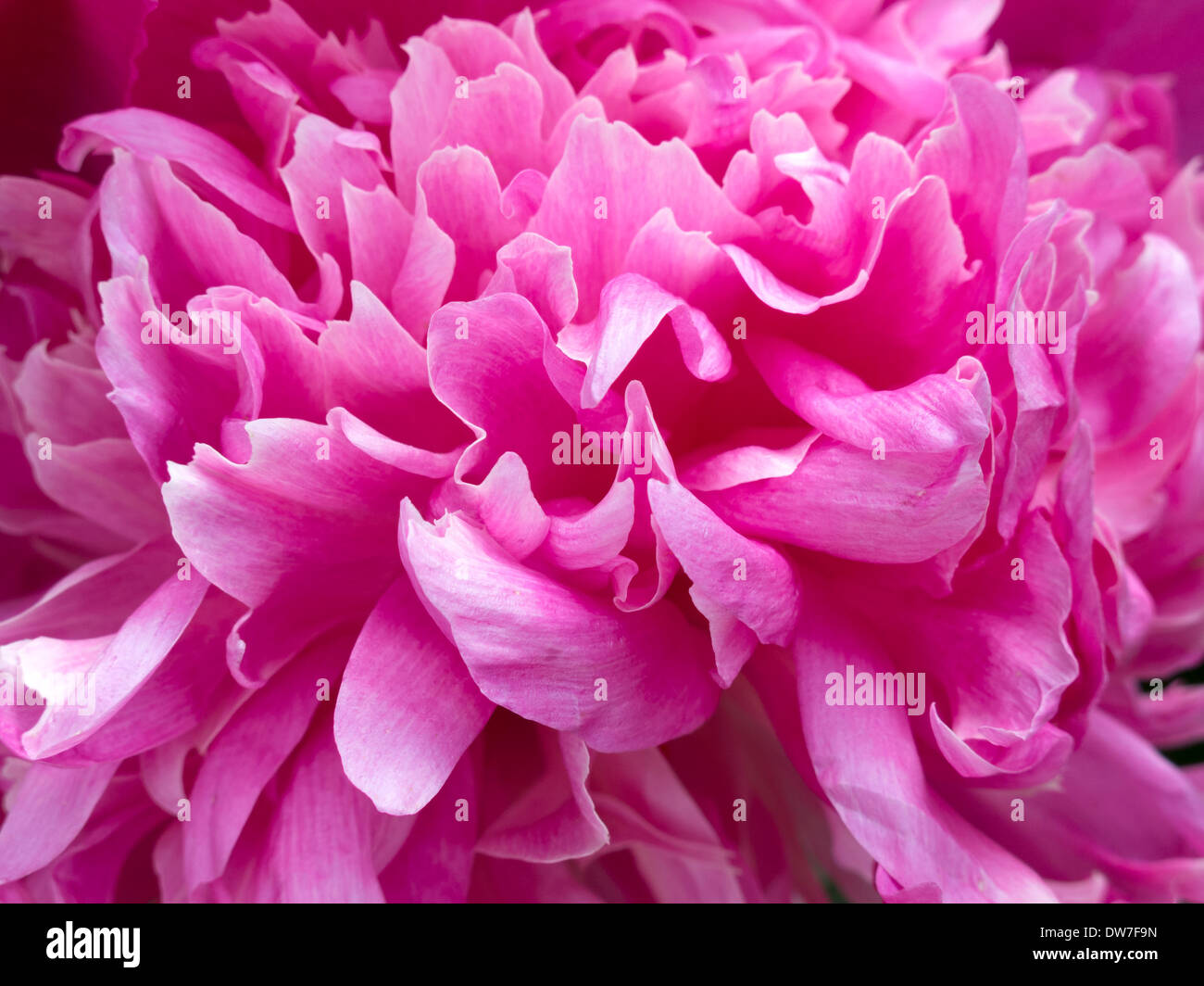 Closeup detail of pink Peony flowers Stock Photo