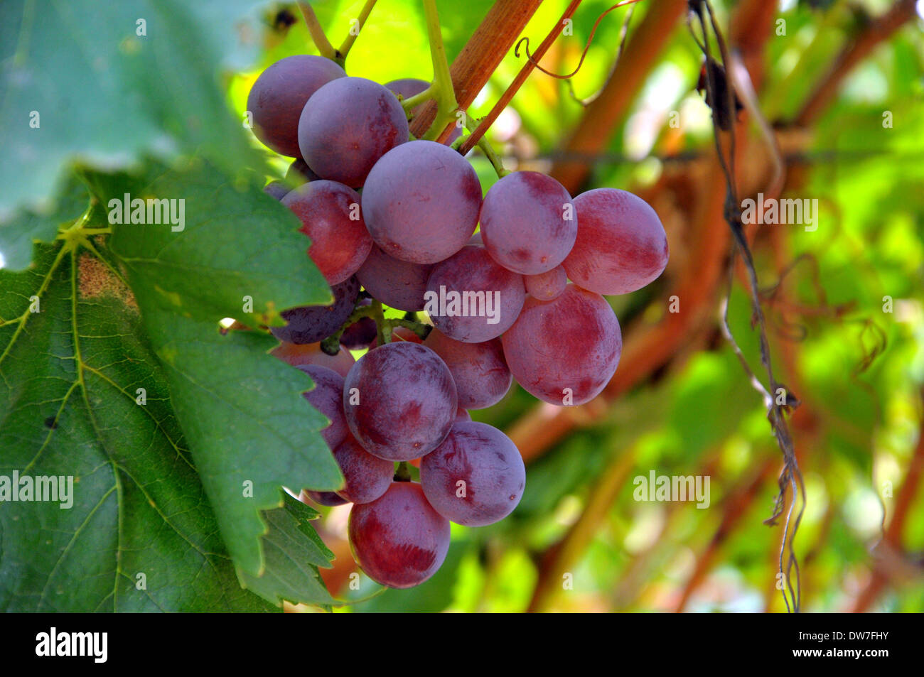 Red Purple Grapes on the Vine before Harvest Stock Photo