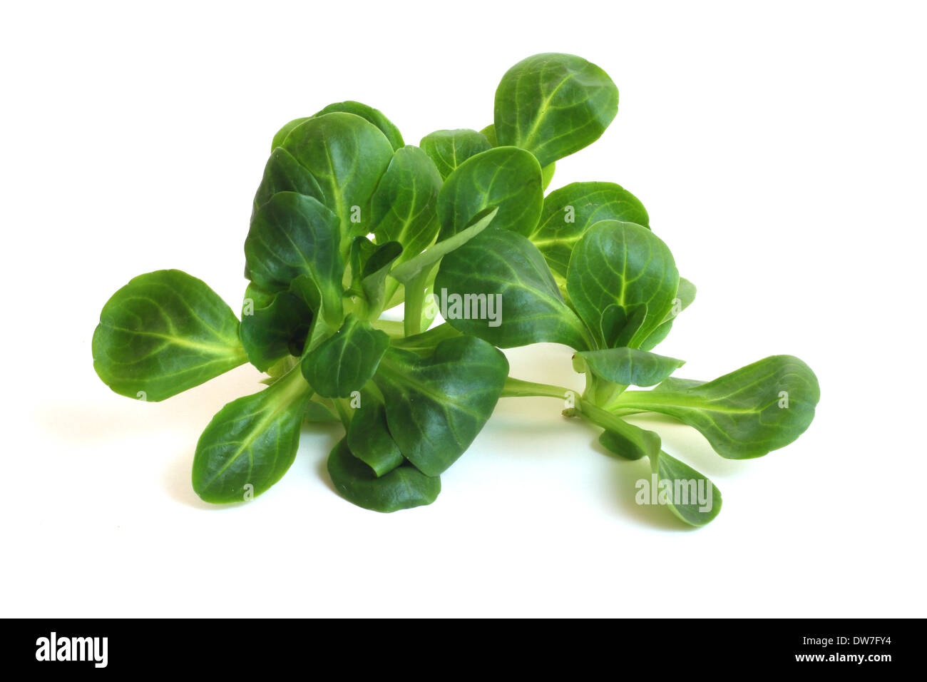 Valerianella locusta,corn salad,lamb's lettuce isolated on white background Stock Photo