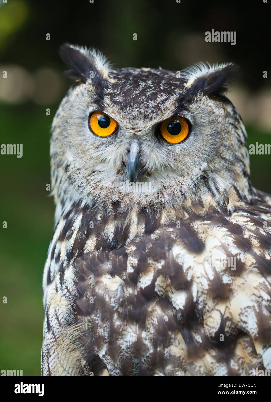 Portrait of Eagle owl perched Stock Photo