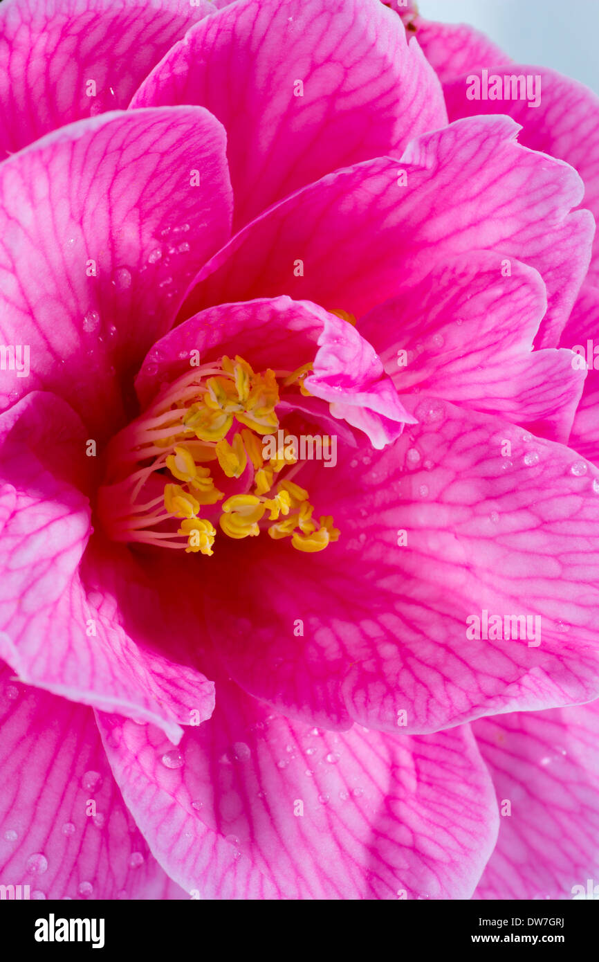 Close up of single flower of Camellia x williamsii ' Donation' Stock Photo