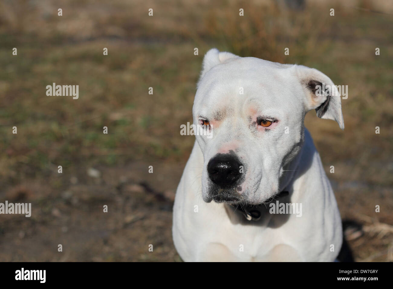 Dogo Argentino Dog. Stock Photo