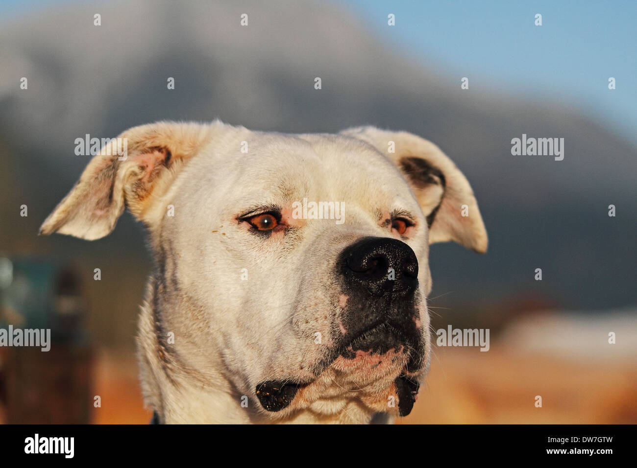 Dogo Argentino Dog. Stock Photo