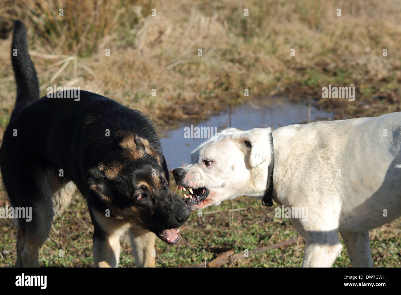 Although this looks vicious, these dogs are friends and were play fighting. Stock Photo