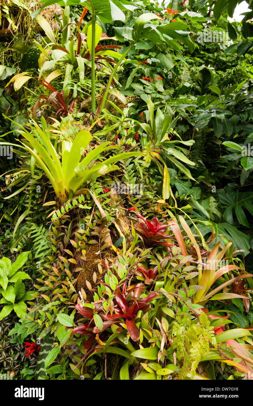 A mixture of bromeliads and other epiphytes growing in the humid tropics biome at the Eden Project, Cornwall Stock Photo