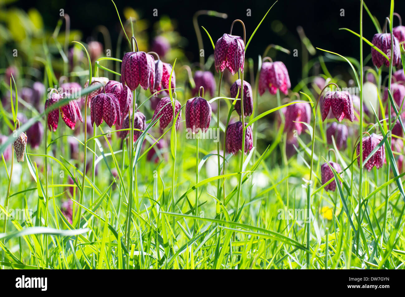 Spring flowering meadow fritillary, Fritillaria meleagris Stock Photo