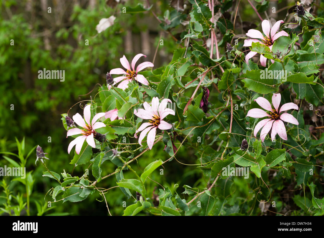 Scattered flowers of the Chilean climbing daisy, Mutisia ilicifolia. Stock Photo