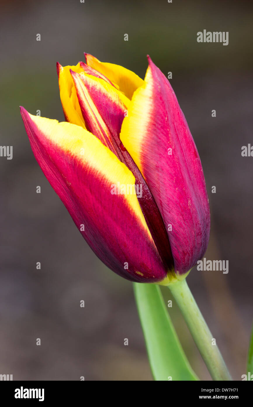Single flower of the bi-coloured Triumph tulip 'Gavota' Stock Photo