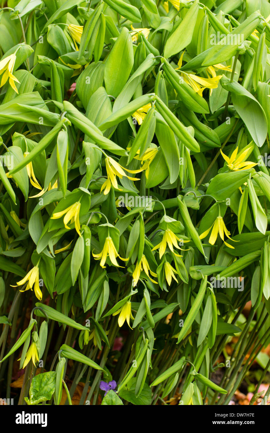 Pretty little shade tolerant woodland perennial, Uvularia grandiflora, adds colour to a spring border Stock Photo
