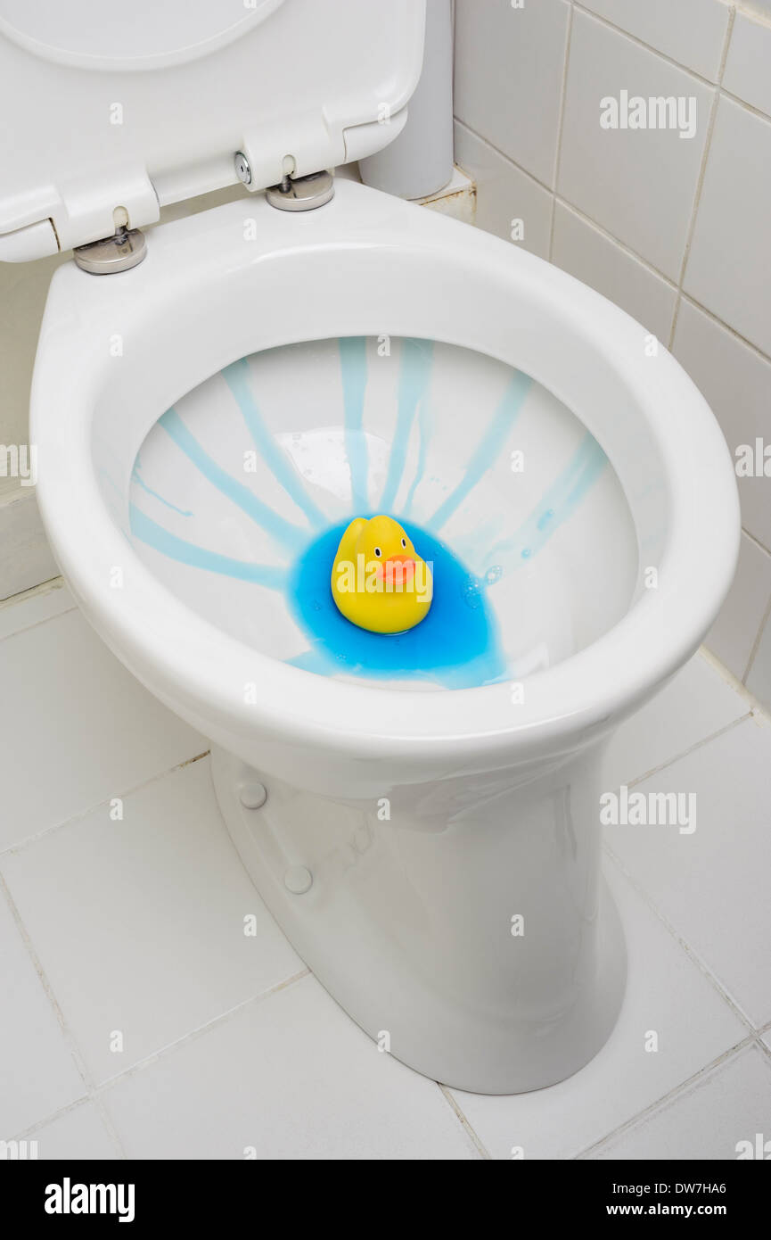 Rubber duck in clean toilet bowl Stock Photo Alamy