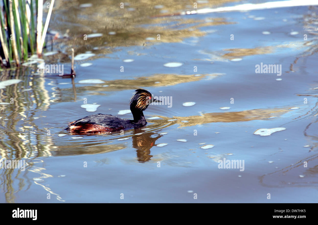 An eared grebe in a lake by some rushes in breeding plumage Stock Photo