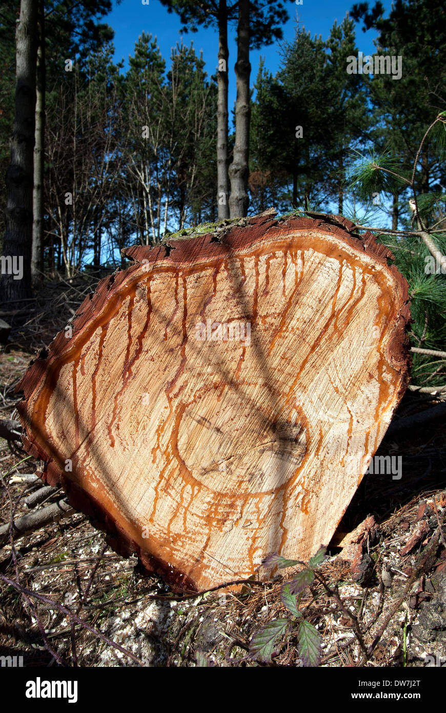 a felled pine tree Stock Photo Alamy