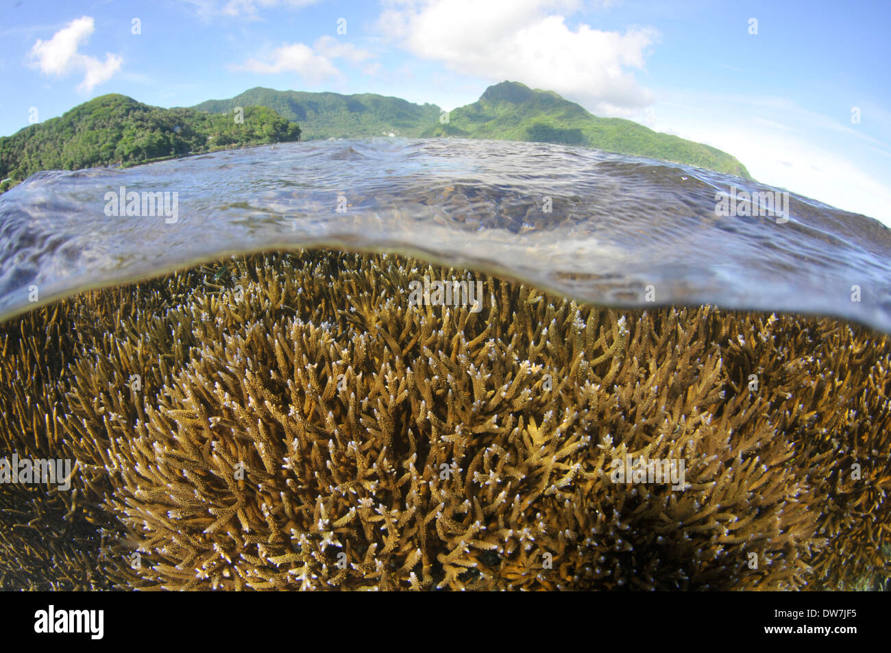 Shallow coral reef with several Acropora species, Fagaalu Bay, Pago Pago, Tutuila Island, American Samoa Stock Photo