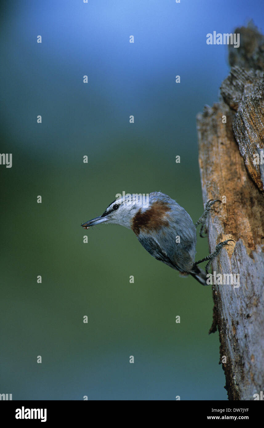 KRUPER'S NUTHATCH (Sitta krueperi) adult male with food at nest entrance Lesvos Greece Stock Photo