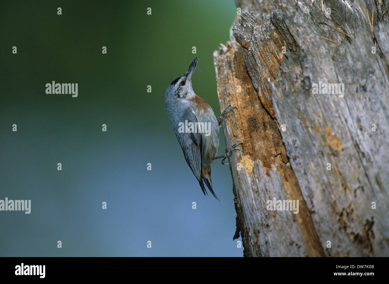 KRUPER'S NUTHATCH (Sitta krueperi) adult female with food at nest entrance Lesvos Greece Stock Photo